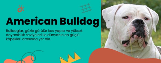 en saldırgan köpekler-american bulldog