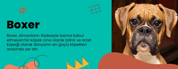 en saldırgan köpekler-boxer