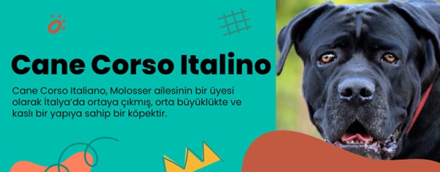 en saldırgan köpekler-cane corso italiano