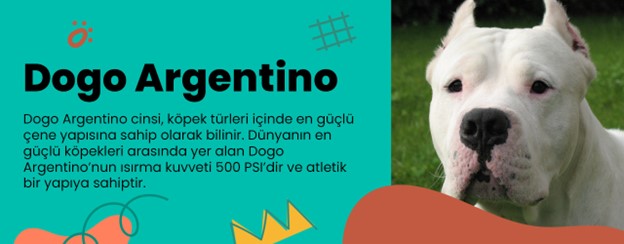 en saldırgan köpekler-dogo argentino