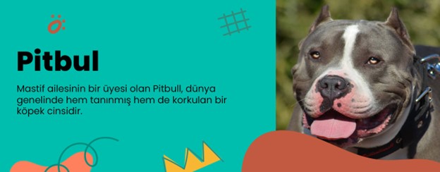 en saldırgan köpekler-pitbull
