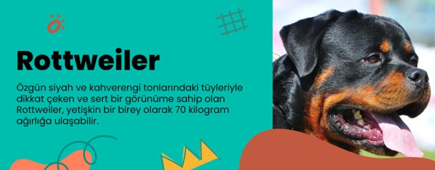 en saldırgan köpekler-rotweiller