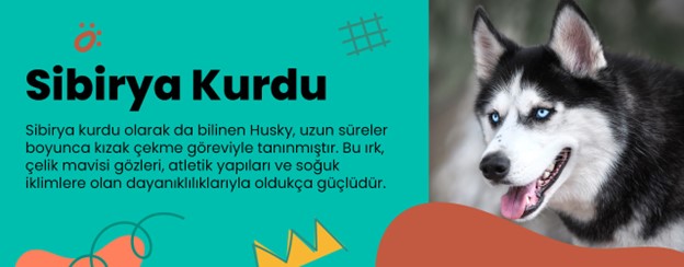 en saldırgan köpekler-sibirya kurdu-husky