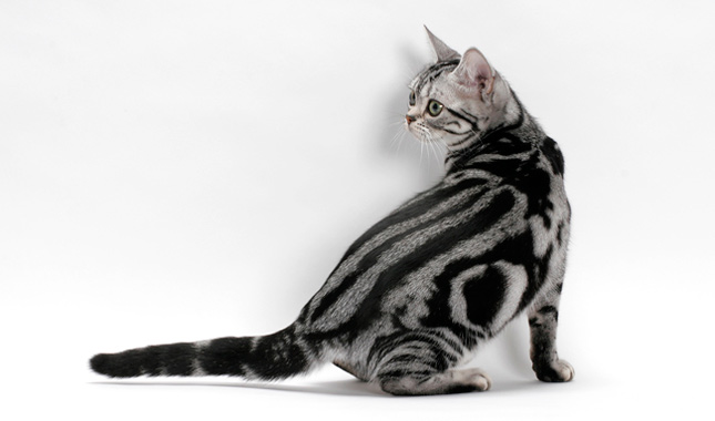 kedi cinsi-american shorthair