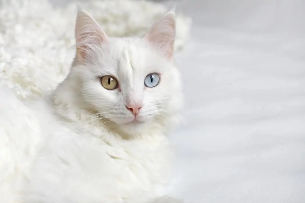 kedi cinsi-ankara kedisi