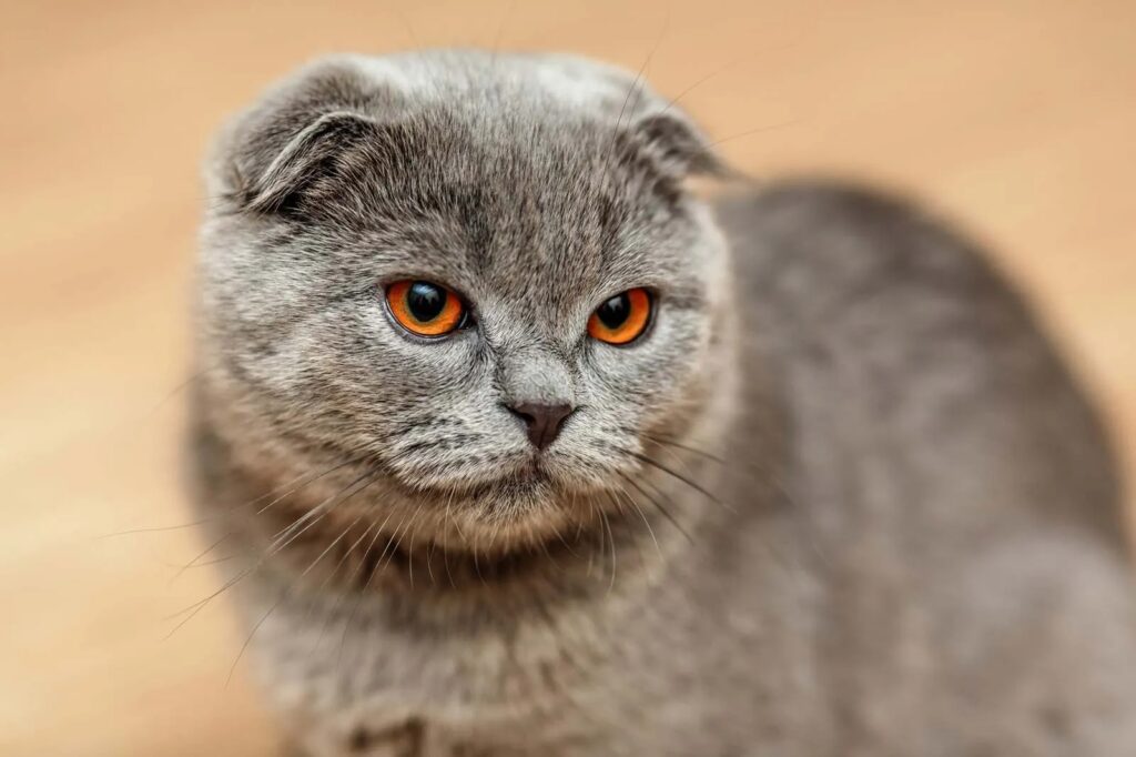 kedi cinsi-scottish fold