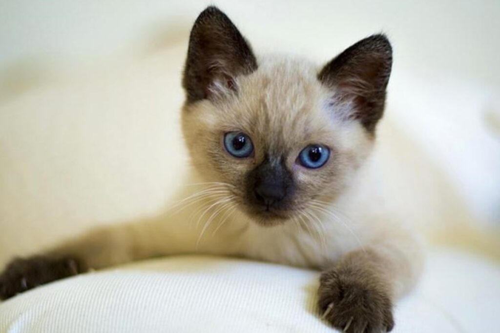 kedi cinsi-siyam kedisi