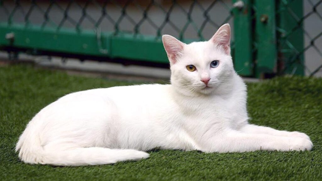 kedi cinsi-van kedisi